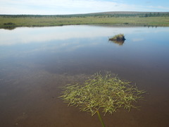 Sparganium hyperboreum