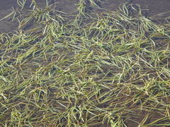 Sparganium hyperboreum