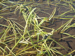 Sparganium hyperboreum