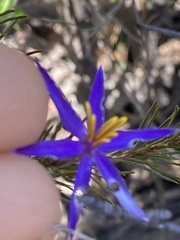 Calectasia intermedia