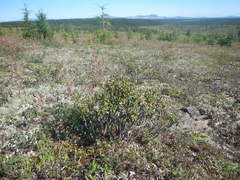 Rhododendron adamsii