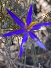 Calectasia intermedia