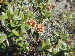 Rhododendron adamsii