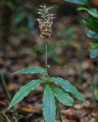 Habenaria stenopetala