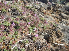 Thymus extremus