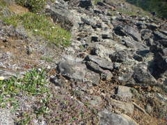 Thymus extremus