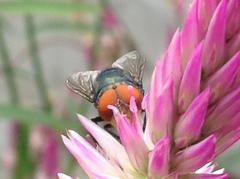 Chrysomya megacephala