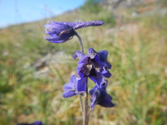 Delphinium ochotense