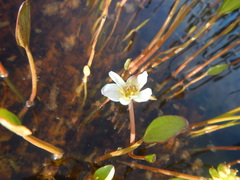Ranunculus pallasii