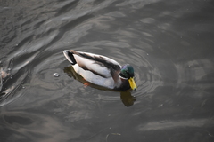 Anas platyrhynchos