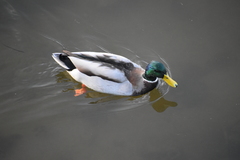 Anas platyrhynchos