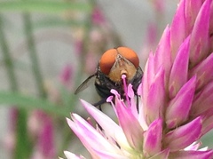 Chrysomya megacephala