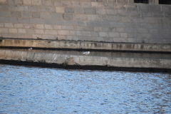 Larus argentatus
