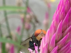 Chrysomya megacephala