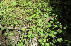 Brachyglottis sciadophila