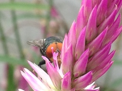 Chrysomya megacephala