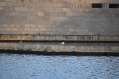 Larus argentatus