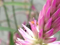 Chrysomya megacephala