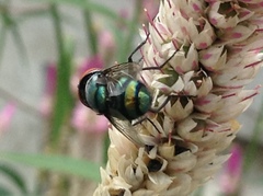 Chrysomya megacephala