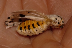 Alpenus nigropunctata
