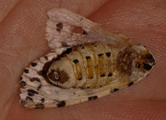 Alpenus nigropunctata