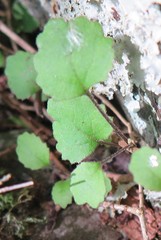 Brachyglottis sciadophila