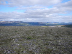 Rhododendron adamsii