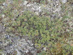 Rhododendron adamsii