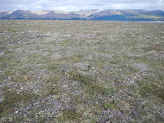 Rhododendron adamsii