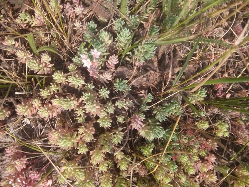 Sedum pallidum iNat (1)