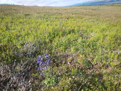 Delphinium ochotense