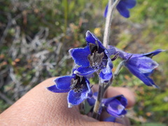 Delphinium ochotense
