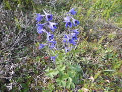 Delphinium ochotense