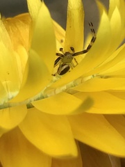 Australomisidia pilula