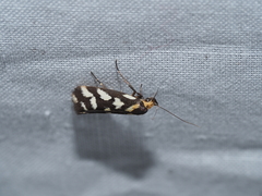 Tanyzancla marionella