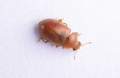 Coccidula rufa