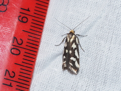 Tanyzancla marionella