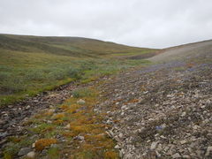 Deschampsia cespitosa glauca