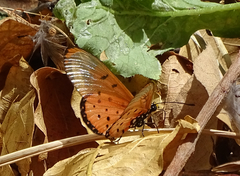 Acraea neobule