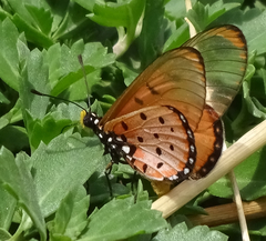 Acraea neobule