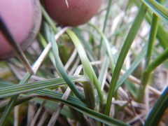 Deschampsia cespitosa glauca