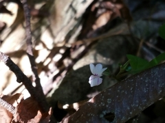 Hypoestes