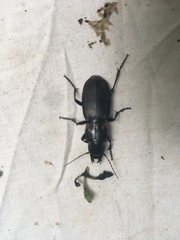 Plocamostethus planiusculus