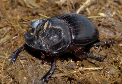 Copris denticulatus