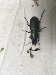 Plocamostethus planiusculus