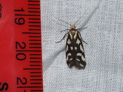 Tanyzancla marionella