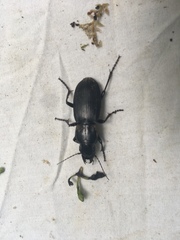 Plocamostethus planiusculus