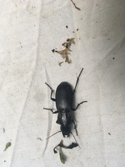 Plocamostethus planiusculus