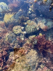 Megastraea undosa