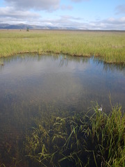Sparganium hyperboreum